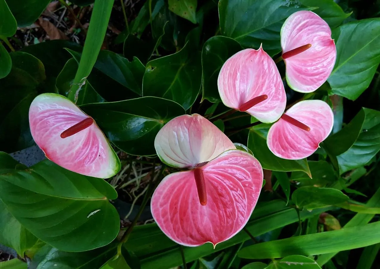 Hale O Makani Home ケアアウ